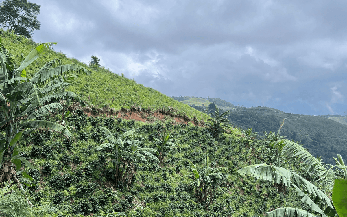 The Rich History of Colombian Coffee