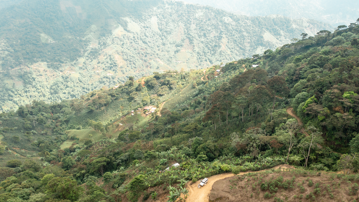 Vivolo Coffee farm in the Sierra Nevada de Santa Marta