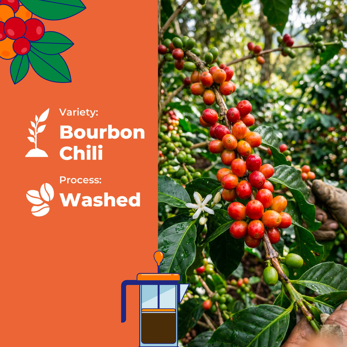 Reserve Select Bourbon Ají, Washed By Deiro Garcia