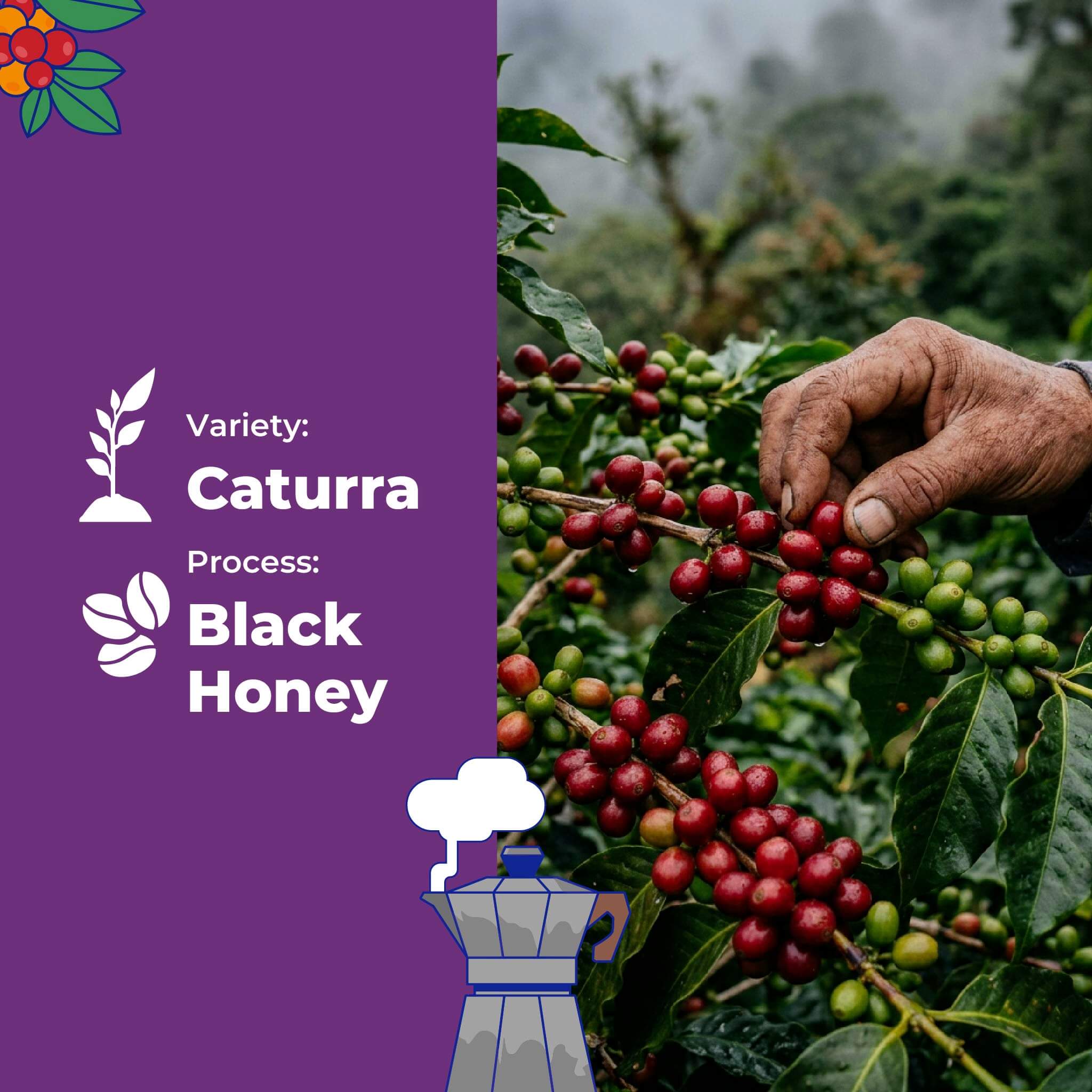 Reserva Selecta Caturra, Miel Negra de Luciana Valencia