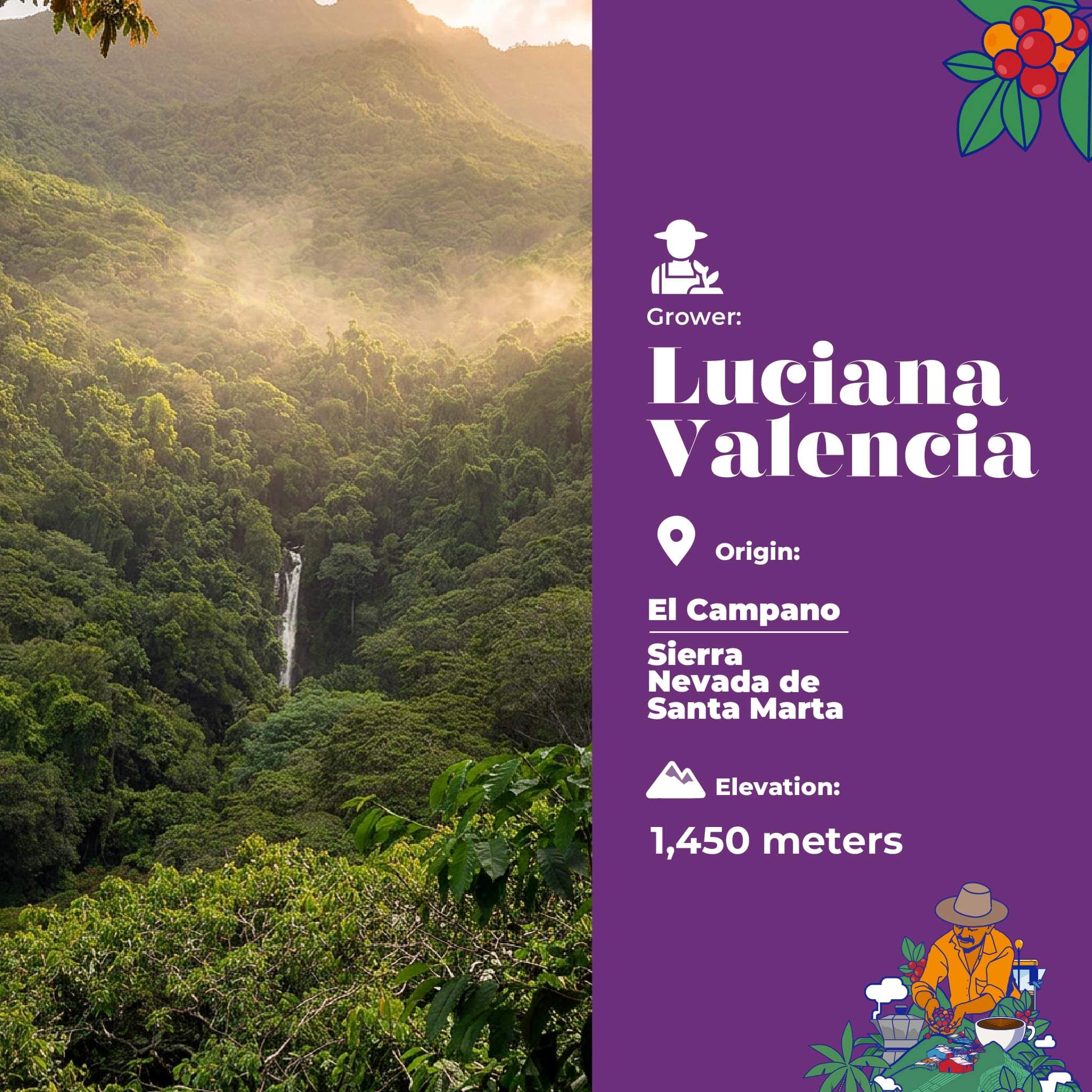 Reserva Selecta Caturra, Miel Negra de Luciana Valencia