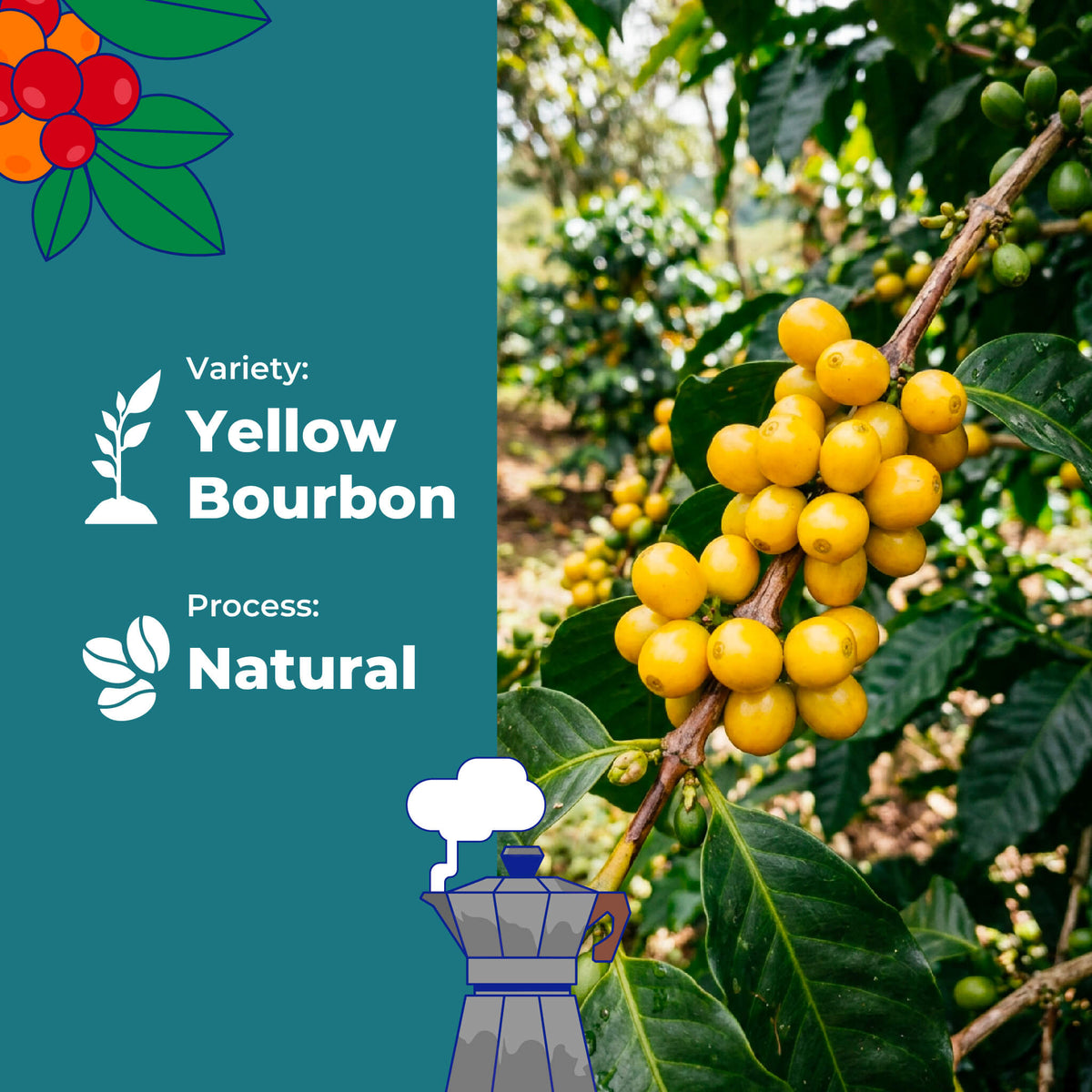 Reserve Select Yellow Bourbon, Natural By Luis Rios