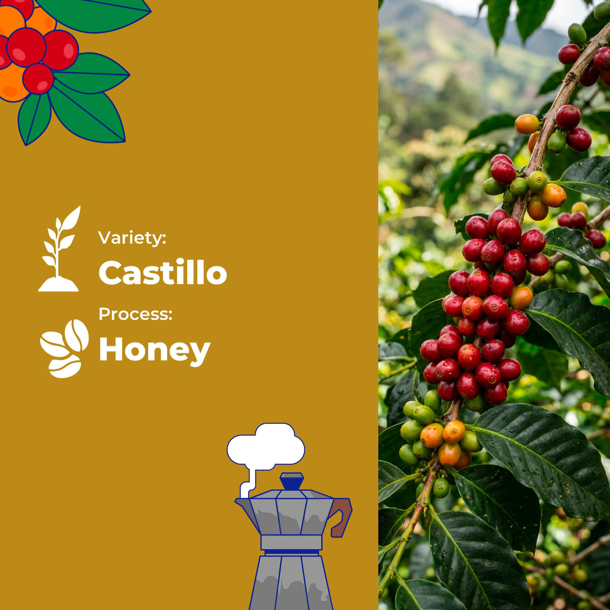 Reserve Select Castillo, Honey By Sara Gutierrez