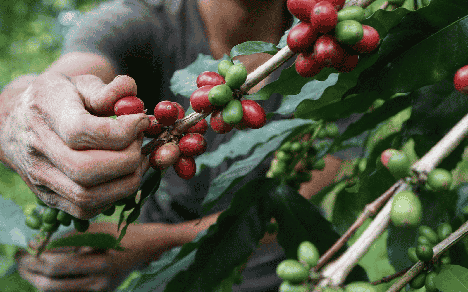Farmer picking coffee cherries from a plant