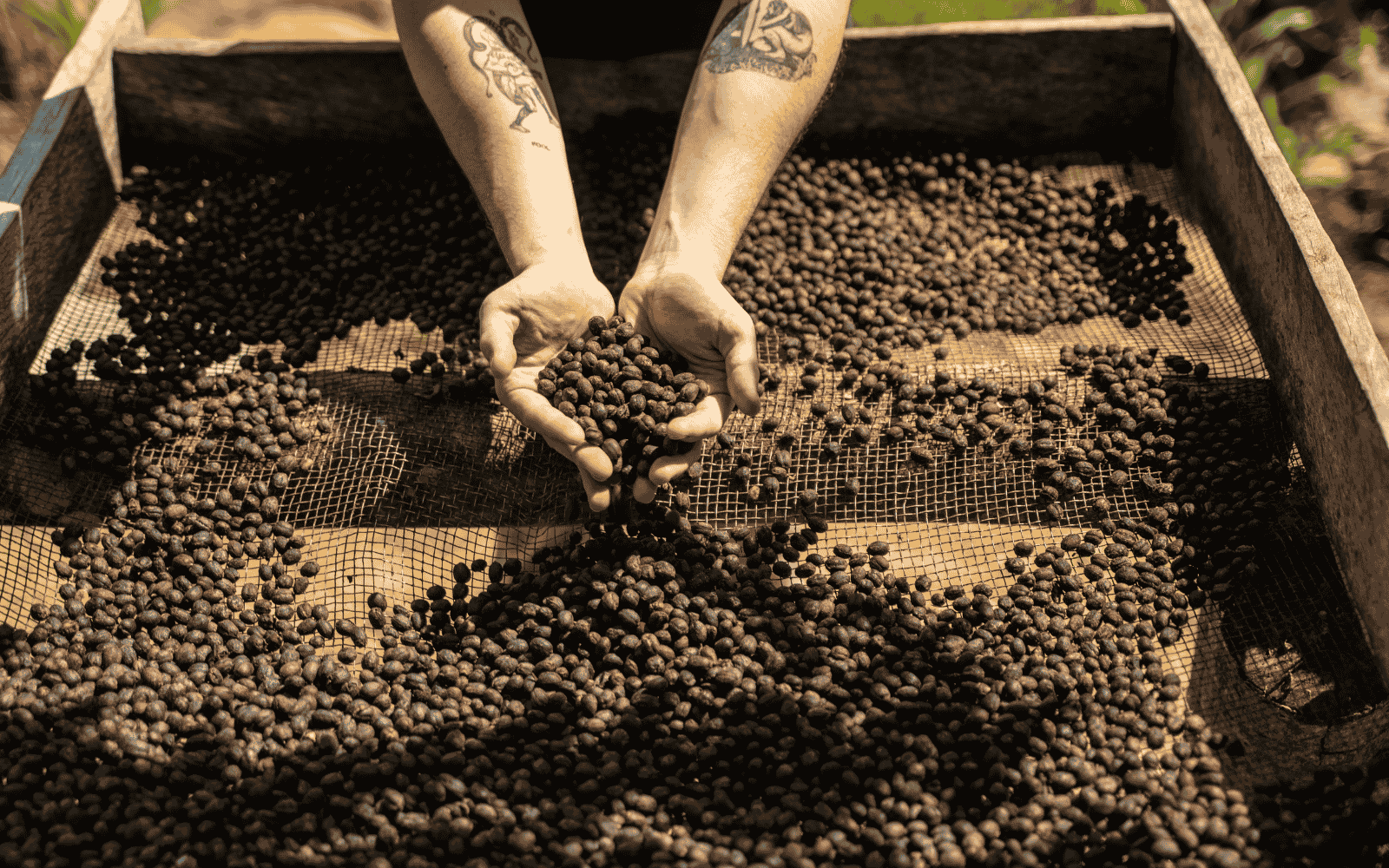 Person holding microlot of dried coffee