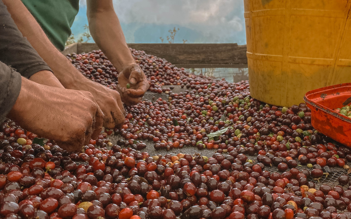 How fresh is your coffee?