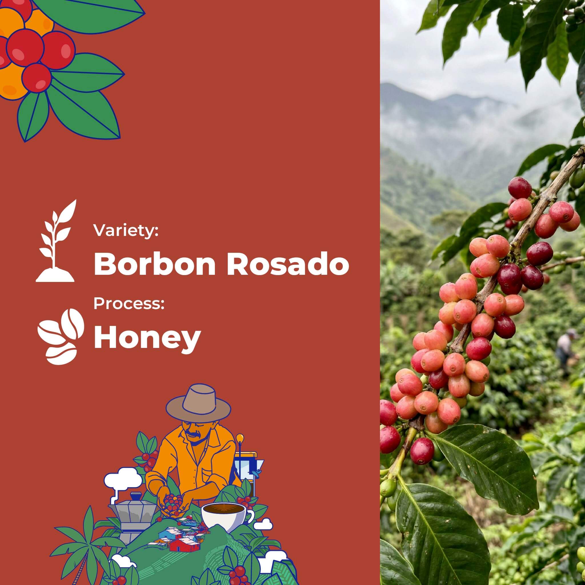 Reserve Select Pink Bourbon, Honey de Viviana Martínez